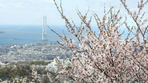 須磨浦山上遊園　満開の桜と敦盛桜オリジナルスイーツ販売　神戸市須磨区