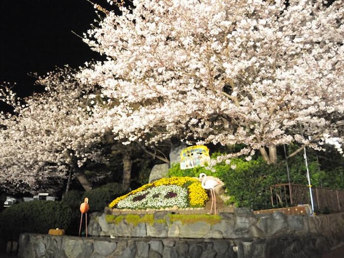 神戸市立王子動物園『夜桜通り抜け』神戸市灘区 [画像]