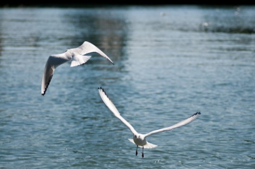 「エコツアー～甲子園浜の歴史と冬の野鳥観察会」　西宮市