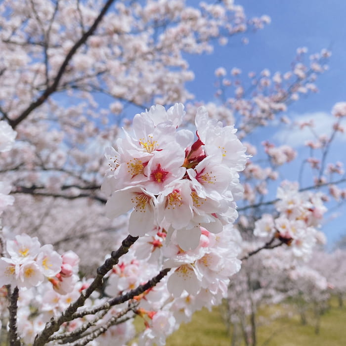 近くの西神中央公園では桜が見ごろを迎えていました