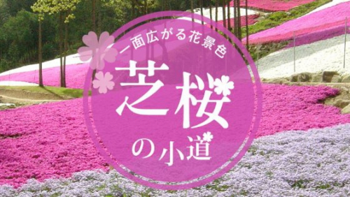 ヤマサ蒲鉾「芝桜の小道」姫路市