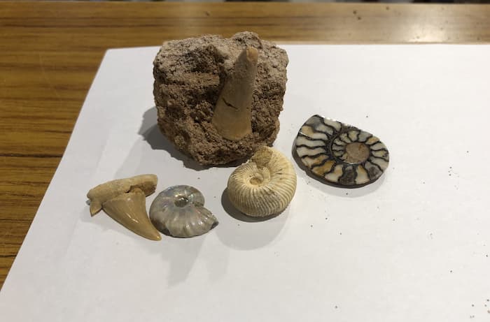 玄武洞ミュージアムで化石発掘体験をしてきました　豊岡市 [画像]
