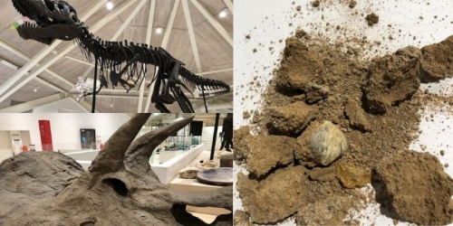 玄武洞ミュージアムで化石発掘体験をしてきました　豊岡市