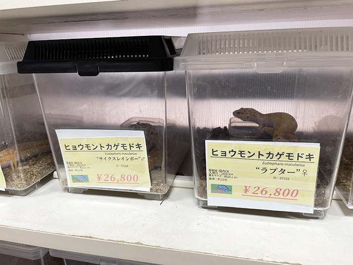 爬虫類・小動物専門店『CANDLE（キャンドル）』に行ってきました　宝塚市 [画像]