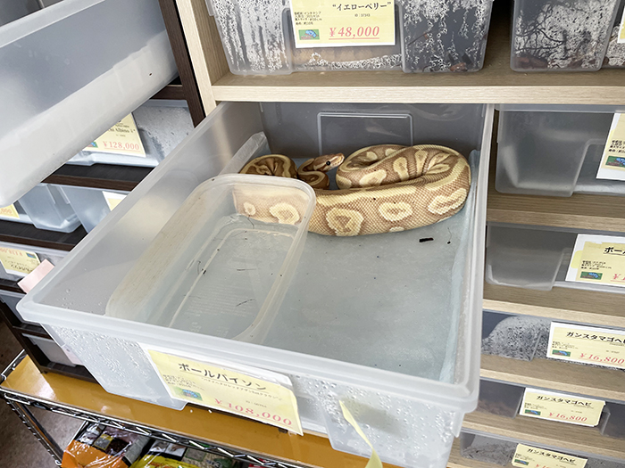 爬虫類・小動物専門店『CANDLE（キャンドル）』に行ってきました　宝塚市 [画像]