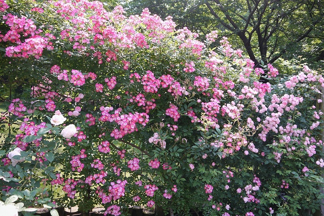 北山緑化植物園『水彩画展「花と花のある風景」』西宮市 [画像]