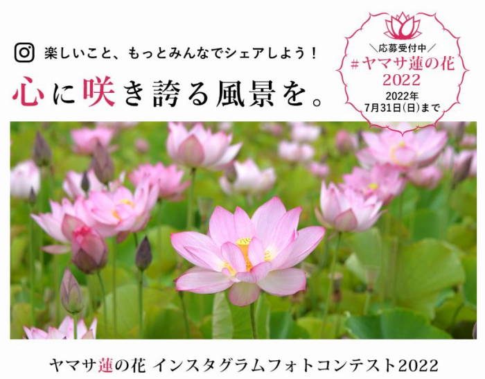 『ヤマサ蓮の花 インスタグラムフォトコンテスト2022』姫路市 [画像]