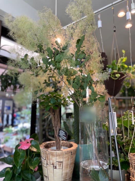 『花と緑と雑貨のお店 Ricoche+（リコシェ）』 訪問レポ　神戸市垂水区 [画像]