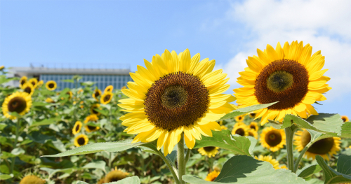 兵庫県立公園「あわじ花さじき」のひまわりが7月中旬から見ごろに