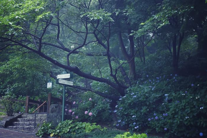 神戸布引ハーブ園「アジサイ」がまもなく見ごろ　神戸市中央区 [画像]
