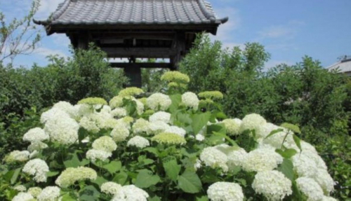 花の寺「円照寺」約90種350株のアジサイが見ごろに　加古川市
