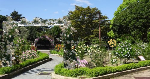 神戸市立須磨離宮公園が「バラ園」リニューアルに向けたCFを実施