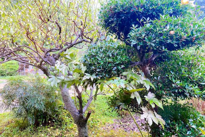 梅や椿、ドングリの木など緑いっぱいのお庭