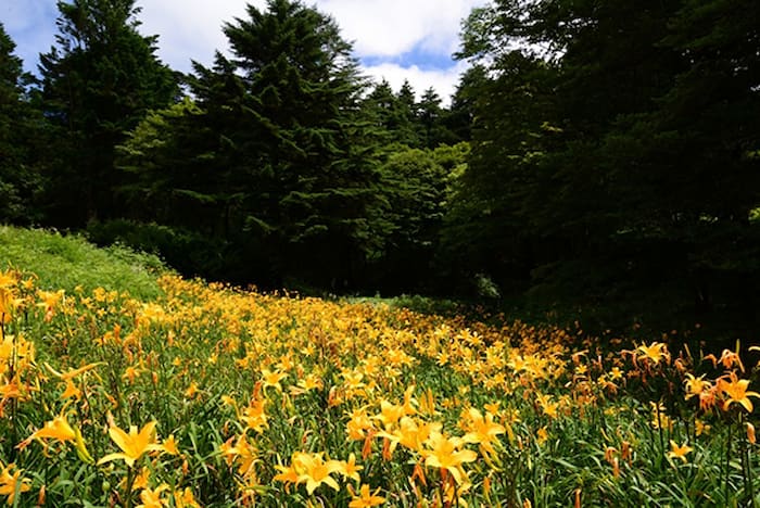 六甲高山植物園で約2,000株の「ニッコウキスゲ」が見ごろに　神戸市灘区 [画像]
