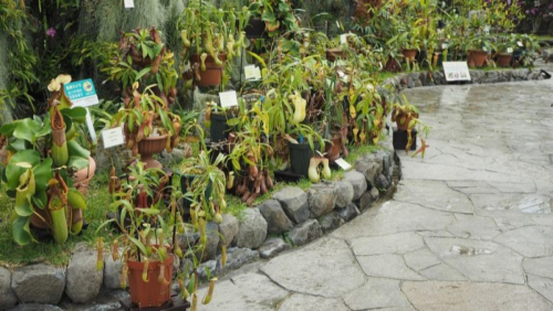 兵庫県立フラワーセンター『食虫植物特別展示』加西市