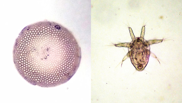 （左）珪藻の仲間、（右）ノープリウス幼生
