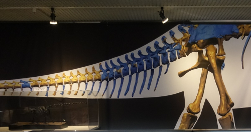 人と自然の博物館「ひょうごの恐竜展～タンバティタニスとヤマトサウルス～」訪問レポ　三田市