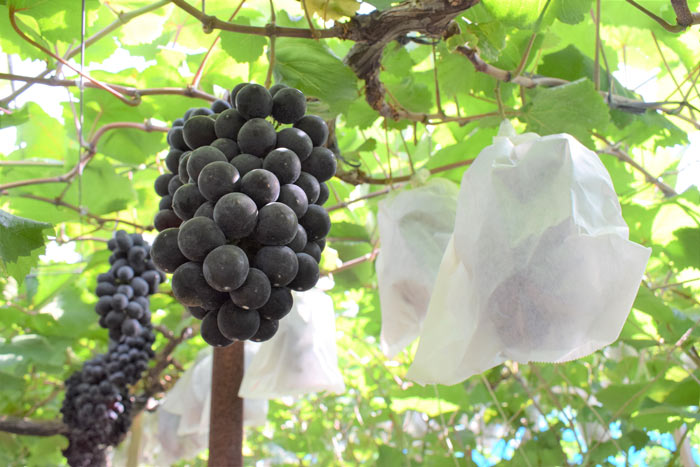 日本生まれのブドウ品種「ベリーA」