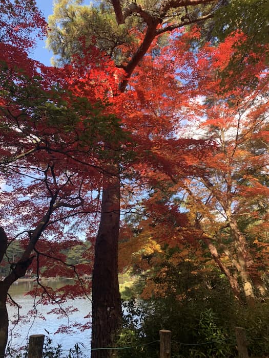 茶屋『森の四季』へ行ってきました　神戸市北区 [画像]