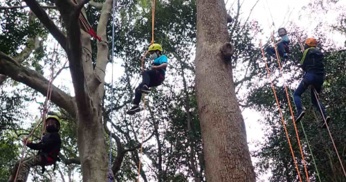 甲山森林公園　木登りの進化形「ツリーイング体験」　西宮市