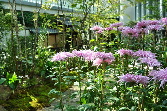 日本の伝統文化「古典菊」を展示