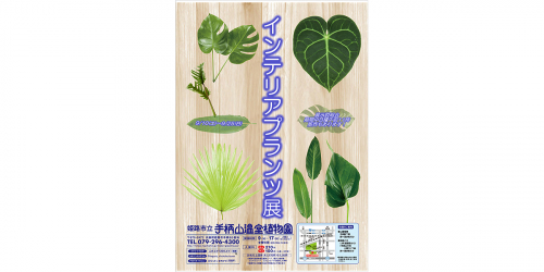 姫路市立手柄山温室植物園『インテリアプランツ展』初開催