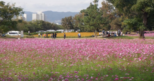 『武庫川髭の渡しコスモス園』開園　尼崎市