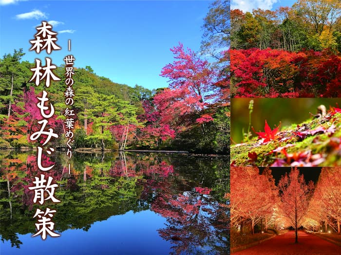 森林植物園「～世界の森の紅葉めぐり～森林もみじ散策」神戸市北区 [画像]