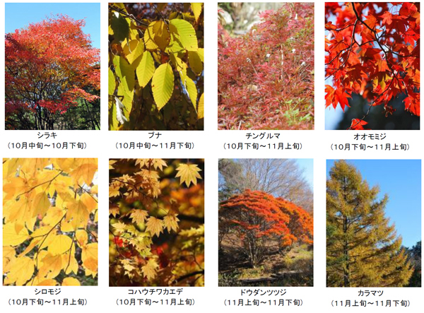 六甲高山植物園　10月中旬から紅葉が見ごろ　神戸市灘区 [画像]