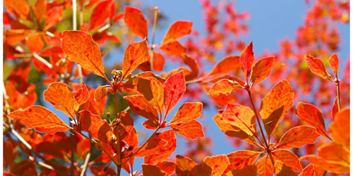 六甲高山植物園　10月中旬から紅葉が見ごろ　神戸市灘区