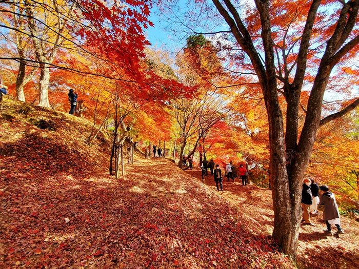 最上山公園もみじ山の紅葉が11月中旬から見ごろ　宍粟市 [画像]