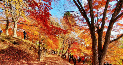 最上山公園もみじ山の紅葉が11月中旬から見ごろ　宍粟市