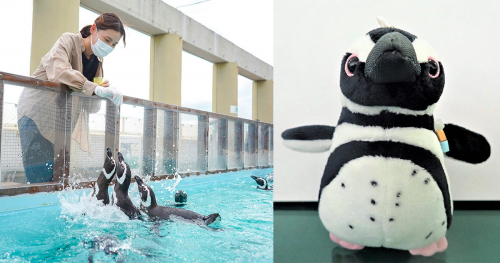 神戸市立須磨海浜水族園　スマスイ生きものスクール「ペンギン教室」神戸市須磨区