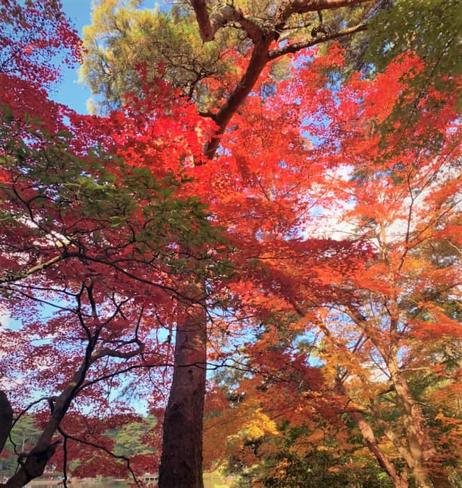 『再度公園（ふたたびこうえん）』11月中旬から紅葉が見ごろに　神戸市北区 [画像]