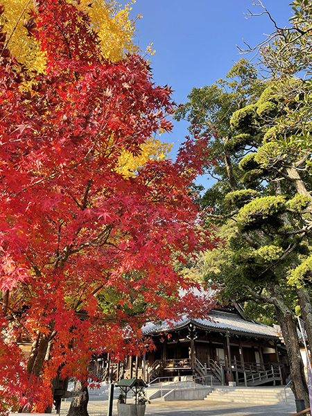 須磨寺　11月中旬から紅葉が見ごろ [画像]