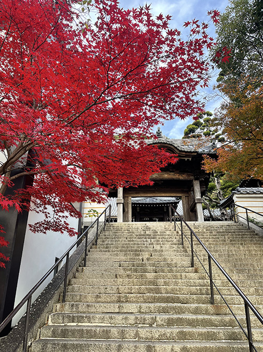 須磨寺　11月中旬から紅葉が見ごろ [画像]