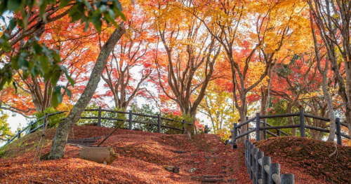 『王地山公園・王地山まけきらい稲荷』紅葉が見ごろに　丹波篠山市