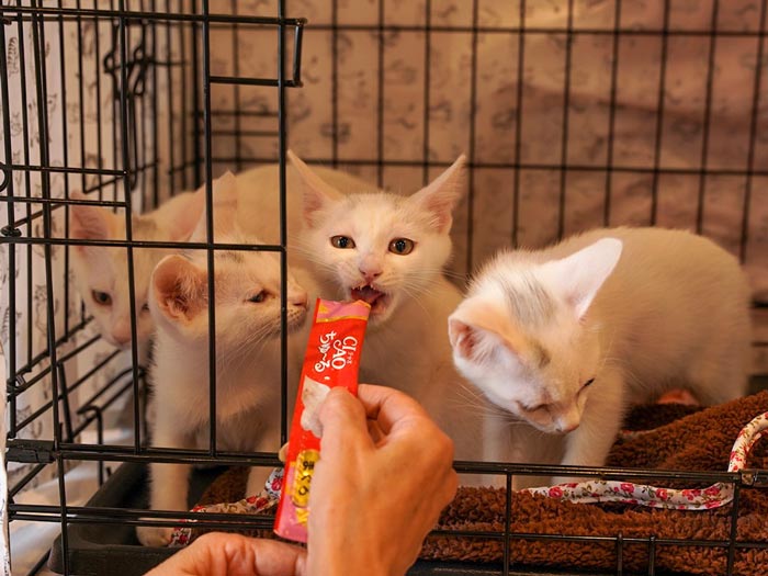 保護猫の譲渡会（イメージ）