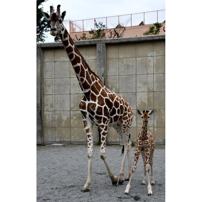 神戸市立王子動物園　キリンの赤ちゃんの「名前投票」開催中　神戸市灘区 [画像]