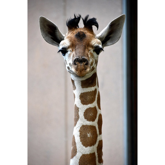 神戸市立王子動物園　キリンの赤ちゃんの「名前投票」開催中　神戸市灘区 [画像]
