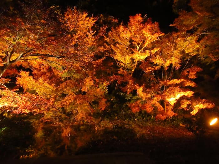 須磨離宮公園『Suma Rikyu ルミエール～紅葉と噴水のファンタジー～』神戸市須磨区 [画像]