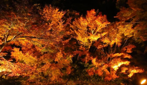 須磨離宮公園『Suma Rikyu ルミエール～紅葉と噴水のファンタジー～』神戸市須磨区