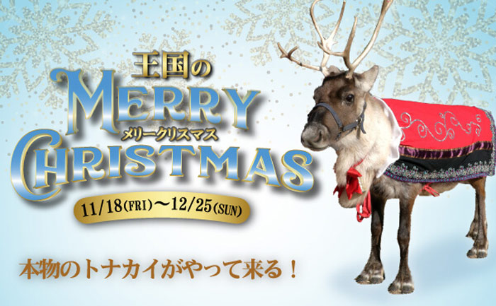 神戸どうぶつ王国「王国のメリークリスマス♪  本物のトナカイがやってくる！」神戸市中央区 [画像]
