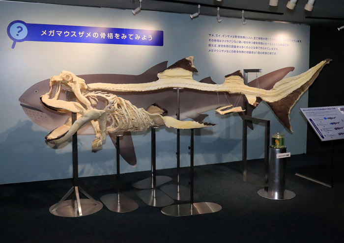須磨海浜水族園　特別展示「メガマウスザメ」の全身骨格標本 [画像]