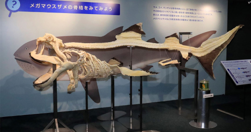 須磨海浜水族園　特別展示「メガマウスザメ」の全身骨格標本