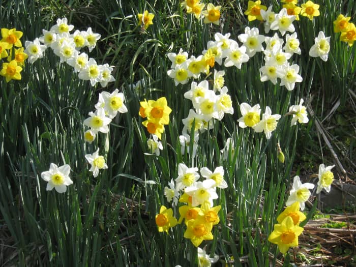 3月にはラッパスイセンなど春咲きスイセンが見ごろとなります
