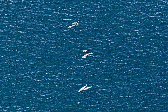 空から見たスナメリの群れ　撮影：NPO法人　空から自然を考える会