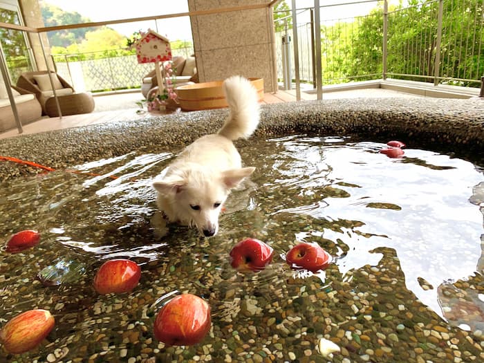 有馬グランドホテル「DOG UP VILLA」で愛犬リンゴ風呂を開催　神戸市北区 [画像]