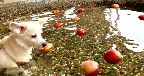 有馬グランドホテル「DOG UP VILLA」で愛犬リンゴ風呂を開催　神戸市北区