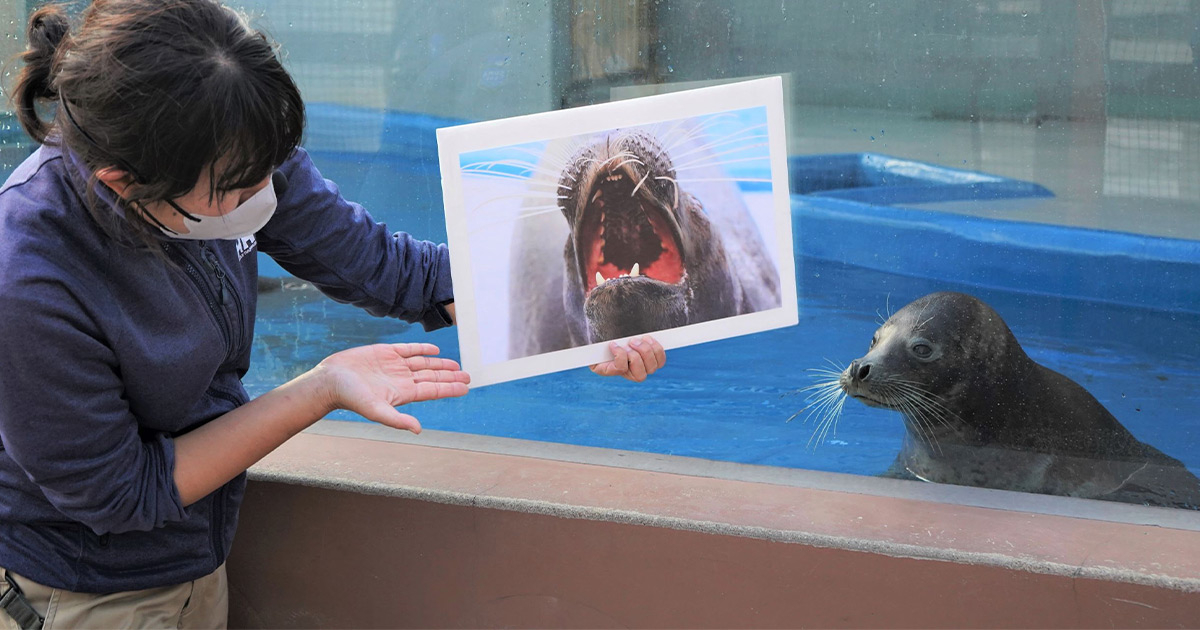 アザラシの「メカブ」によるジャンプも披露！ 神戸市立須磨海浜水族園